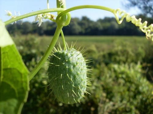 Интересные факты о тканях. 08