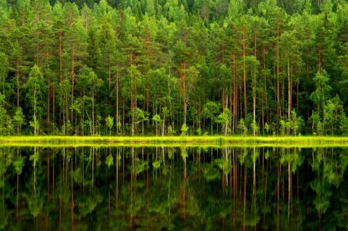 Статьи про лес. 50 интересных фактов о лесах и деревьях нашей планеты 03