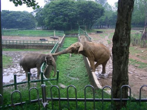 Мудрость о слонах. 