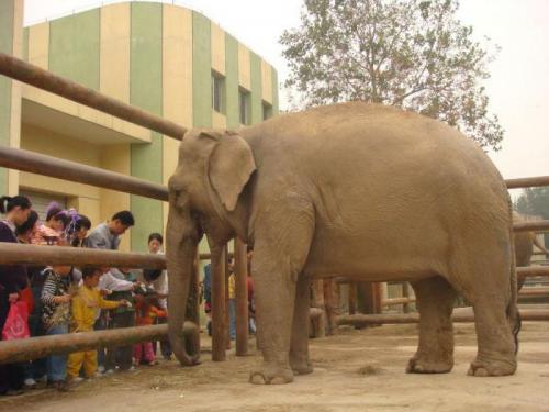 О слонах интересное. 10 интересных фактов о слонах. 04