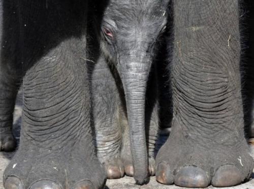 Мудрость о слонах. 