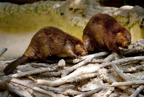 Интересные факты о бобрах 09