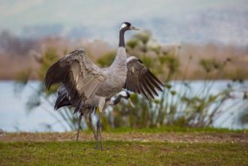 Интересные факты о журавлях для детей. Интересные факты о журавлях 10