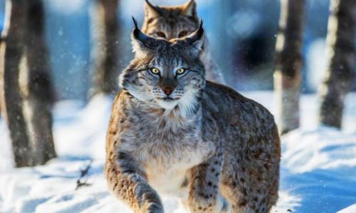 Интересные факты о Рыси + Видео