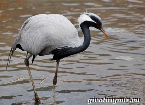 Журавль детская энциклопедия. Особенности, виды и среда обитания журавля