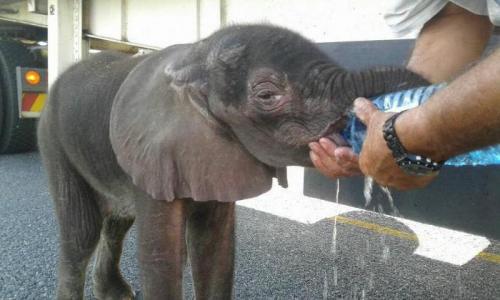 О слонах интересное. 10 интересных фактов о слонах. 06