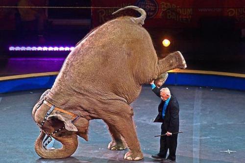 О слонах интересное. 10 интересных фактов о слонах. 05