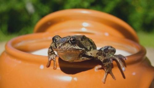 Интересные факты о молочных продуктах. Интересные факты о кисломолочных продуктах