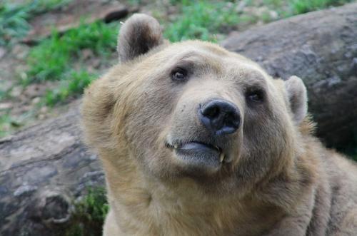 Интересные факты о медведях. Медведи — интересные факты