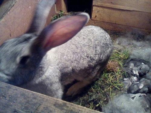 Факты о кроликах. Кролики — интересные факты 15