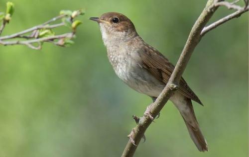 Что делают соловьи. Описание и особенности соловья