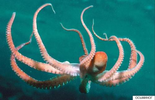 Интересные факты о морских обитателях 13