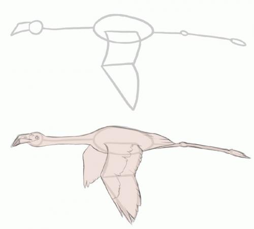 Фламинго интересные факты. Основное: 02