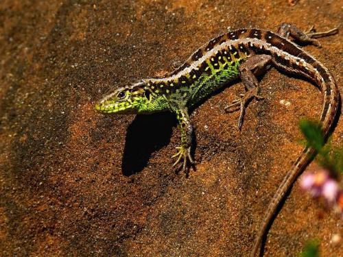 Интересные факты о ящерицах. 01