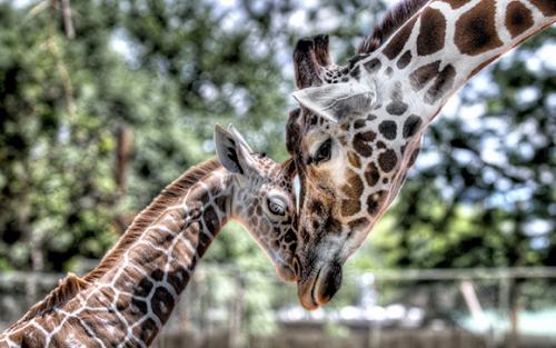 Чем питается жираф. Что едят жирафы?