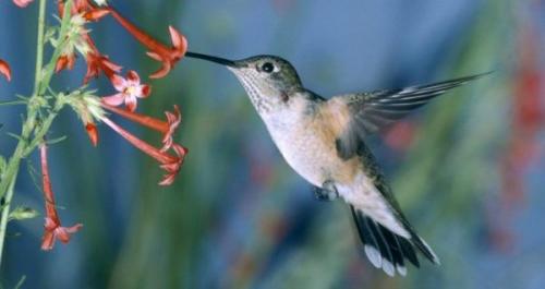 Колибри для детей. Интересные факты о колибри