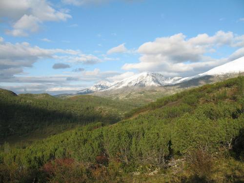 Кедр в молдавии. Что мы называем кедрами (краткий ликбез)...