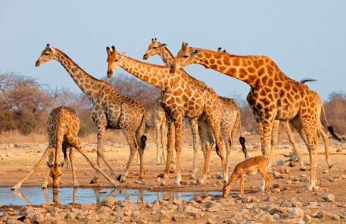 Про жирафов. Характер поведения и образ жизни