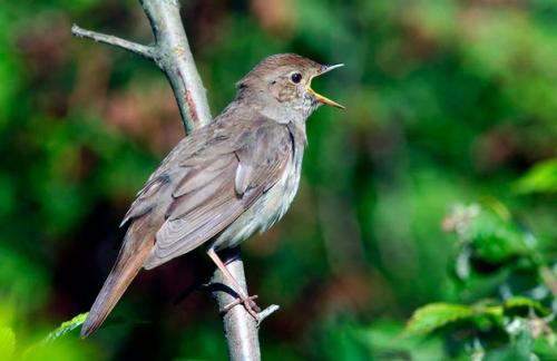 Соловей птица. Описание соловья