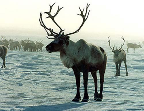 Породы оленей