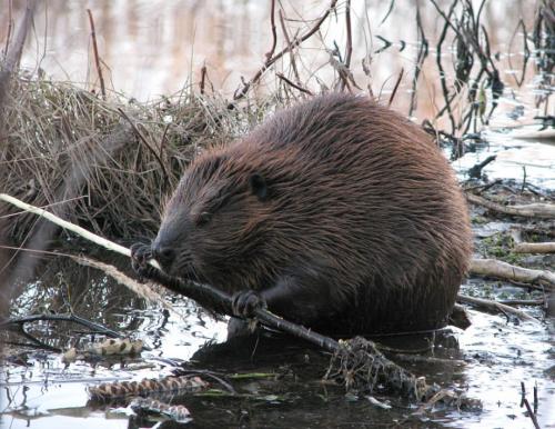 Интересные факты о бобрах 15