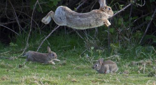 Факты о кроликах. Кролики — интересные факты 10