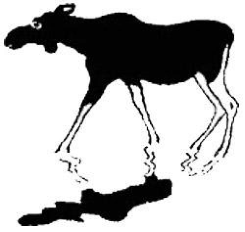 Интересные факты лось. Интересные факты о лосях 02