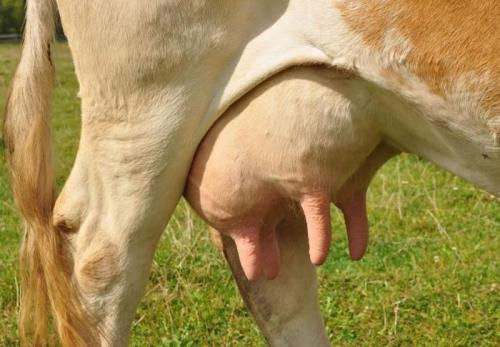 Интересные факты о молочных продуктах. Интересные факты о кисломолочных продуктах