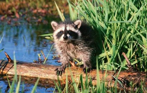 Косумельский енот. Описание и особенности