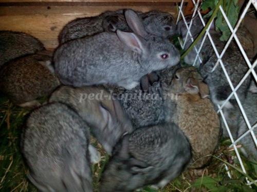 Факты о кроликах. Кролики — интересные факты 12