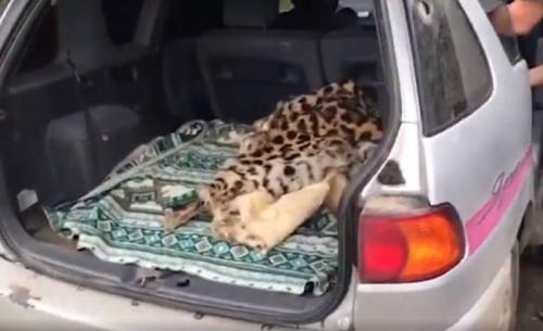 Дальневосточный леопард интересные факты. Ареал, места обитания 03