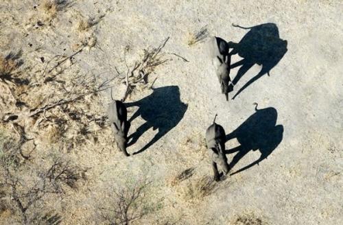 Мудрость о слонах. 