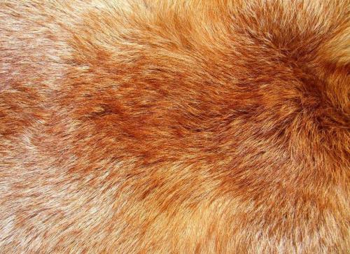 Лиса интересные факты. Самое интересное о лисах 12