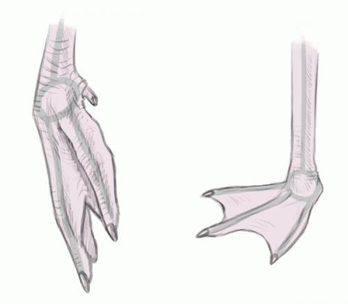 Интересные факты о фламинго 17