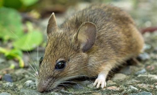 Лесная мышь интересные факты. Чем питается мышь в лесу, кто питается лесной мышью