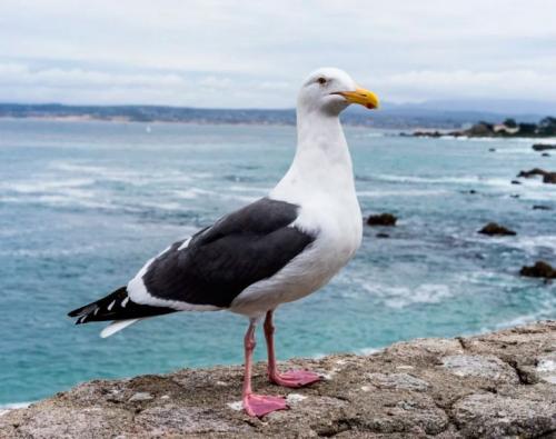 Птица похожая на чайку. Чайки: описание