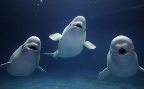 Интересные факты о животных морей и океанов. 12 самых невероятных фактов о морских животных, которые заставят вас удивляться!)