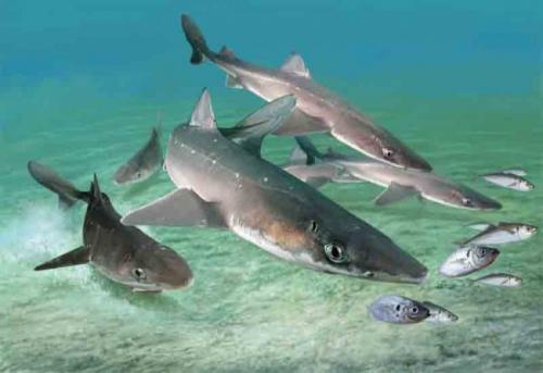 Интересные факты о Черном море для детей. Интересные факты о Черном море 06