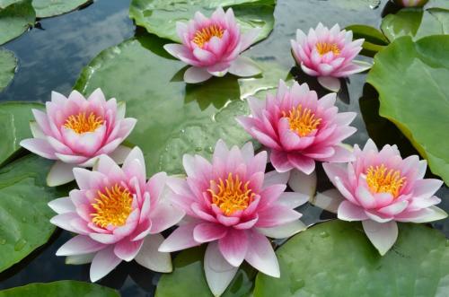 Интересные факты о тканях. 06