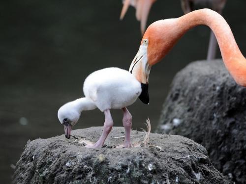 Птенец фламинго. Фламинго