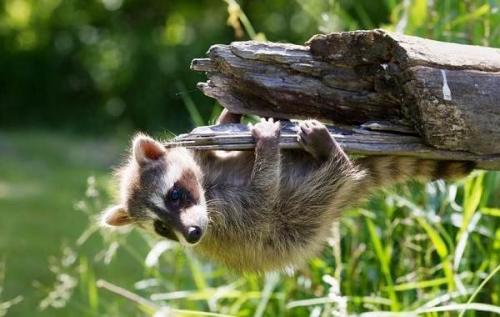 Косумельский енот. Описание и особенности