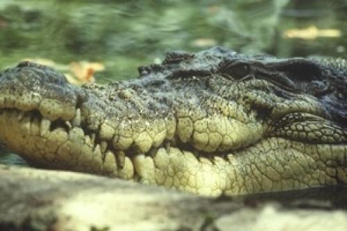 Интересные факты о ящерицах. 04