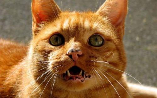 Рыжие коты лечебные. Лентиго рыжих кошек, что это и надо ли это лечить?