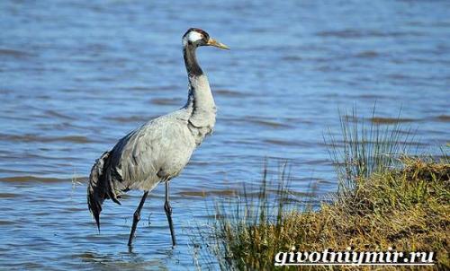 Журавль детская энциклопедия. Особенности, виды и среда обитания журавля