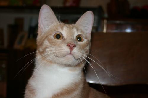 Рыжие коты лечебные. Лентиго рыжих кошек, что это и надо ли это лечить?