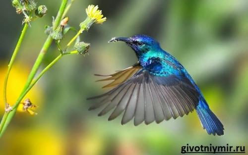 Интересные факты о колибри. В море найдется все! 01