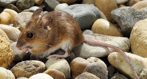 Лесная мышь интересные факты. Чем питается мышь в лесу, кто питается лесной мышью