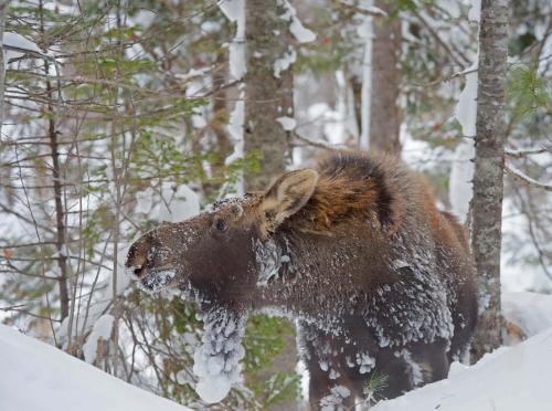 На какую глубину ныряет лось. Зимние тяготы самого большого лесного зверя