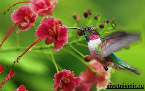 Интересные факты о колибри. В море найдется все! 04