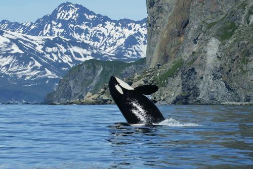 Касатки едят людей. Одни из самых крупных морских обитателей — касатки — демонстрируют необычайную семейную привязанность. Эти морские хищники почти всегда находятся в стае, их редко можно увидеть поодиночке. Стаи касаток называют материнскими группами или просто семьями.